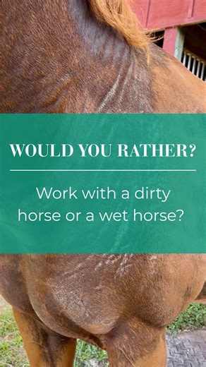 One of my most commonly asked questions, during bodywork. Would you rather? | Victory Equine Services