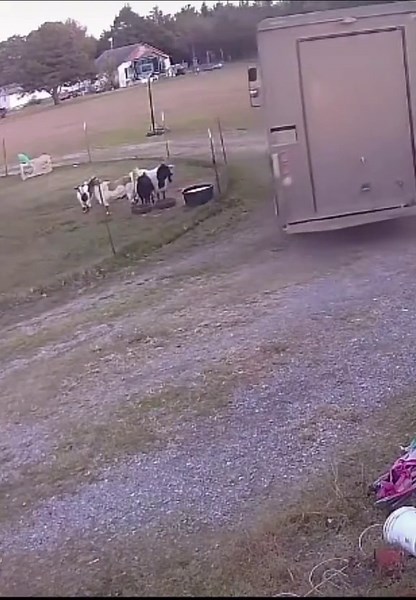 Fainting goats definitely hit the floor! #😂 #fainting #goat #hilarious #laugh #funny #trending #fyp #viral #video #foryou #goviral #foryoupage #OverwatchMe