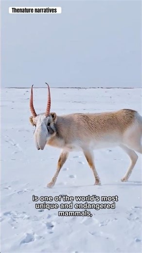 Saiga antelope, unique endangered mammal.#trending #viral #shorts #youtubeshorts #shortvideo