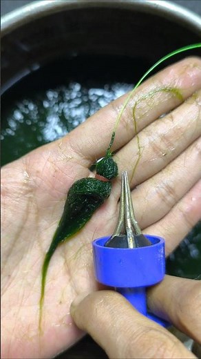 How to install moss bait so that it is strong and doesn't come off easily#fishing #tutorial #angler