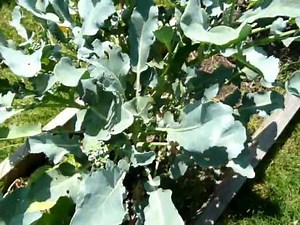 How To Grow Broccoli From Seed In Containers Outdoors