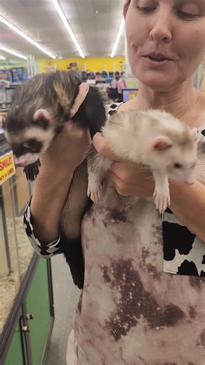 Yall check out these ferrets at B&B Pet Stop they are bonded and in need of a forever home | The Ferret Firm