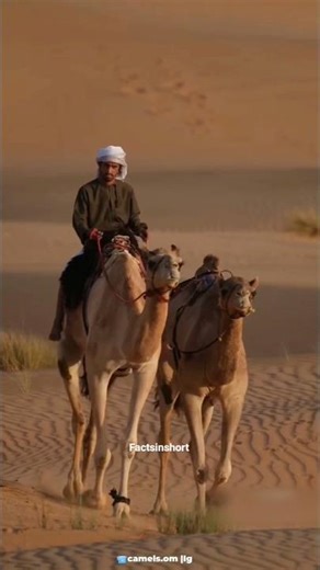 How Camels🐪Supplied Water in 🏜Desert Area?🤯😱#shorts #ytshorts #youtubeshorts #Facts #Factsinshort