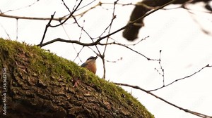 A Eurasian nuthatch or wood nuthatch (Sitta europaea) singing on a branch in a tree in the woods Stock Video