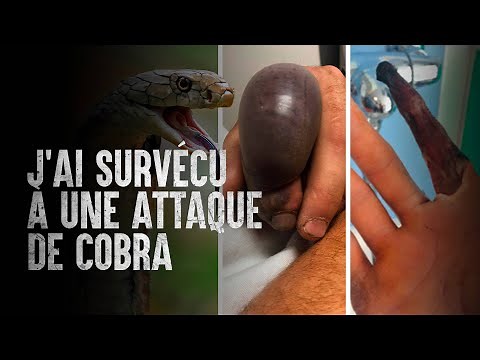 Comment survivre à une attaque de cobra royal