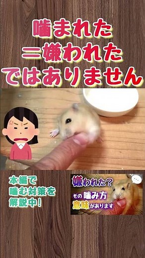 They bite because they have something to tell you. #hamster #cute #howtocareforhamsters #bitingha...