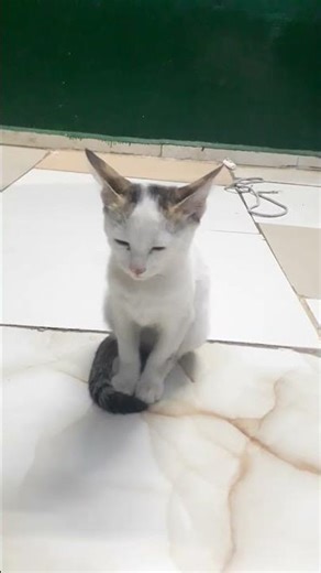 my sanday morning cat