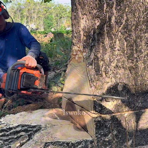 1.7M views · 16K reactions | Tree felling skills | Iswoko | Facebook