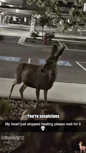 These deer are clearly not on normal mode 😂 #funny #foryou #animals #deer