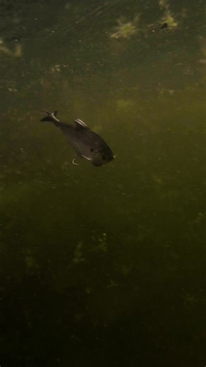 Engineered for Versatility - Designed to Win | 6th Sense Fishing