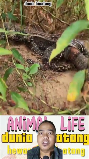 6.8K views · 19 reactions | Monitor lizard x python #biawakvspython | Funny animals | Facebook