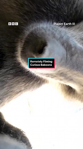 Filming Baboons in Namibia: Behind the Scenes of #PlanetEarth3