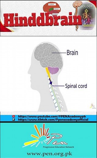 "Hindbrain: The Control Center of Vital Functions"