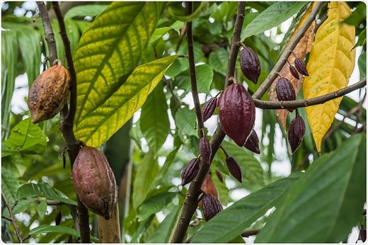 Impact of Chocolate on our Climate