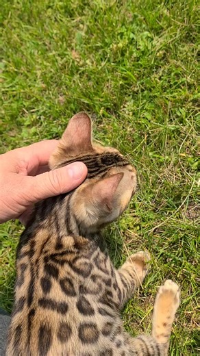 Bengal Estrie on TikTok