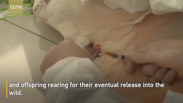 The Shaanxi Hanzhong Crested Ibis National Nature Reserve harbors the world's largest population of wild crested ibises. Located in the southern part of the Qinling Mountains, the reserve currently houses over 100 crested ibises. #2023COP28 For more: https://news.cgtn.com/news/2023-12-04/China-s-conservation-efforts-help-crested-ibis-population-grow-1pg41U3NVpC/index.html | CGTN