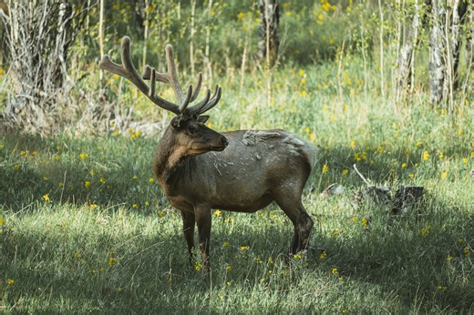 New Mexico Elk Hunting 2026: Season… | The Inside Spread