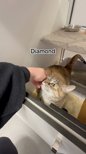 8.5K views · 106 reactions | Send this to someone looking for the perfect cuddle buddy. Until January 5th, adoption fees for cats are $50 off! Our shelter is full of wonderful pets looking for their new homes. The Home for the Holidays Adoption Promo is valid through January 5, 2025. All cat adoptions are $50 off and all dog, rabbit, and pocket pet adoptions are 25% off! #columbusohio | Columbus Humane | Facebook