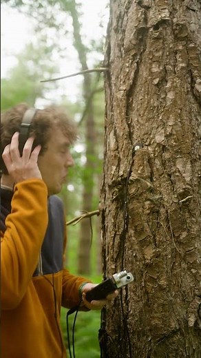 The sound of creaking trees #asmr #asmrsounds #satisfyingvideo #nature