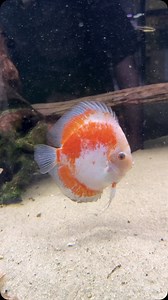 Calico Discus | ZOOBOX.de