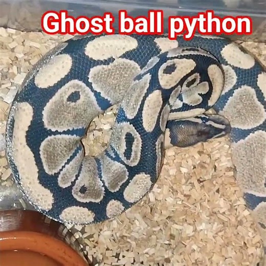 ball python ghost