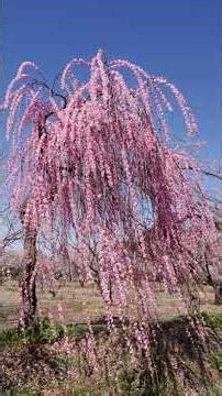 Misato Plum Festival - Takasaki, Gunma