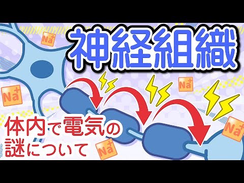 Neural tissue: neurons, action potentials, and saltatory conduction