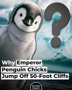 Thousands of emperor penguin chicks were filmed jumping off a sheer ice shelf. | Sunday Roast