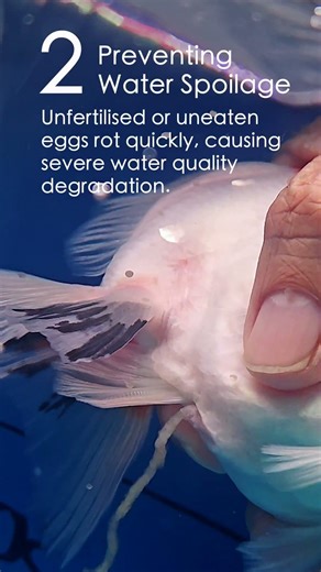 Removing My Goldfish Eggs