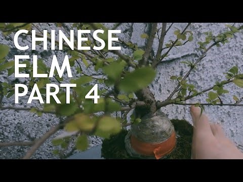 Chinese Elm Bonsai From Amazon, Part 4