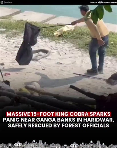 INDIANS on Instagram: "Panic gripped Haridwar after a massive 15-foot-long king cobra was spotted near the banks of the Ganga, drawing a large crowd of shocked onlookers. The giant snake, believed to have come out of the nearby forest area, created chaos as locals alerted authorities. A team of forest officials quickly arrived at the scene and carried out a tense, hour-long rescue operation to capture the reptile safely. The cobra was later released back into its natural habitat, ensuring the sa