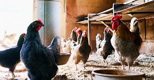 Animal Feed Production: Feed Quality & Safety - EIT Food
