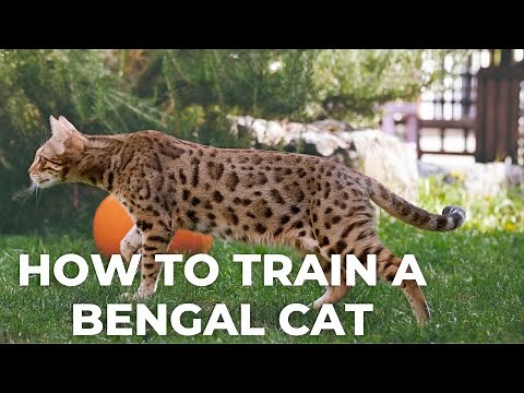 How to Train a Bengal Cat