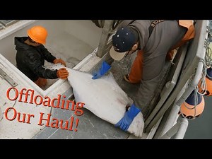 Offloading Our Halibut Catch and Replenishing the Bait! | Alaska Halibut Longlining | 2024 Season