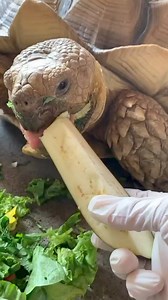 2.8K views · 112 reactions | All About Turtles on Reels | Facebook