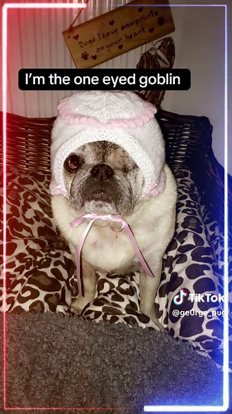 Adorable, hilarious, cute pug dog #fyp #tik_tok #dog #viralvideos