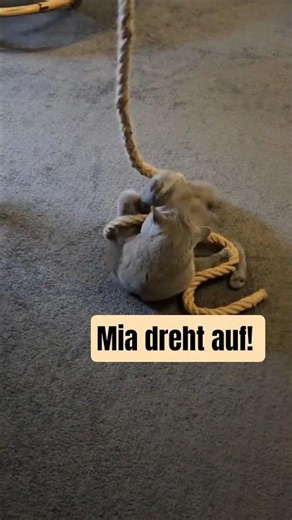 Sind Britisch Kurzhaar Katzen wirklich so gemütlich? 🤔