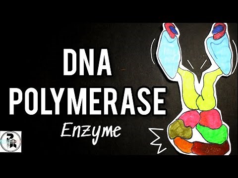 DNA Polymerase Enzyme ‪@paperpenbiology‬ |DNA Pol 1 & 3 function in DNA Replication