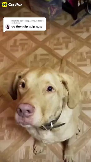 Funny Dog Eating Cheese Compilation