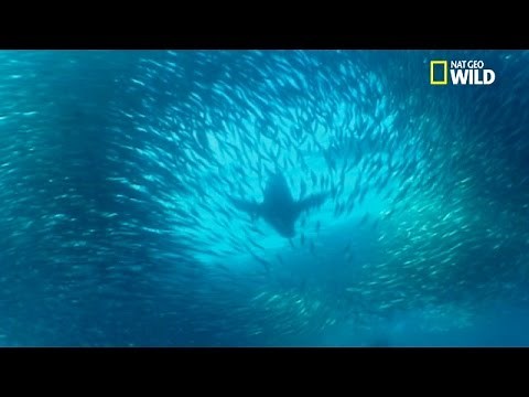 The "Sardine Run" a little-known phenomenon