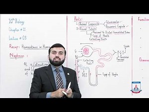 Class 10 - Biology - Chapter 11 - Lecture 3 Nephron & Function of Kidney - Allied Schools