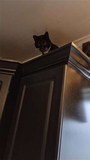 The Upside-down #opossum