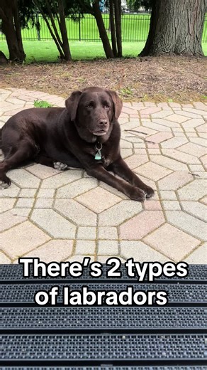 Understanding the Two Types of Labradors