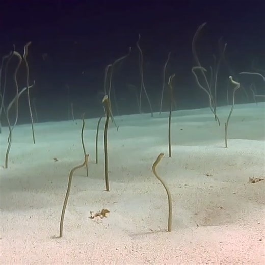 13K views · 184 reactions |  *Sand Eels at Eel Garden, Dahab* A mesmerizing scene — hundreds of sand eels gently swaying with the current, rising from the sand like underwater grass. Eel Garden always delivers peaceful magic beneath the surface. 錄✨ #eel #SandEels #Dahab #Diving #RedSea #UnderwaterWonders #ScubaAdventure #MesmerizingDive #ScubaLife #MarineCreatures #DiveWithUs #RedSeaDiving #UnderwaterAdventure #UnderwaterWorld | Red Sea Diving | Facebook