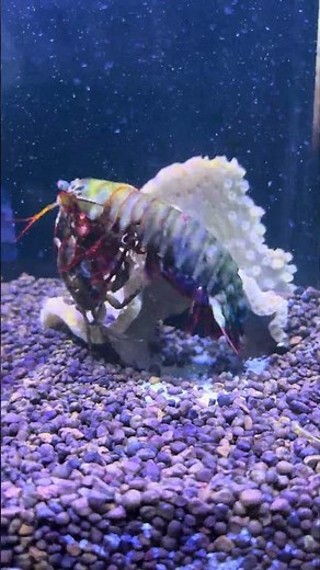 Mantis Shrimp Attacks a Crab | Unbelievable Power Underwater!