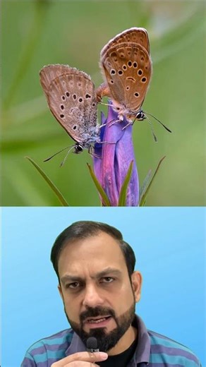 The blue butterfly imitates the ant queen #shorts
