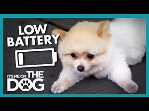 Peanut the Pomeranian Has No Energy For Walks | It's Me or the Dog