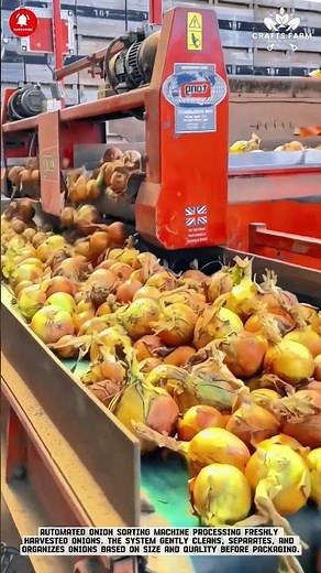 Innovative Agricultural Onion Sorting Machine #smartfarming #gardeningtips