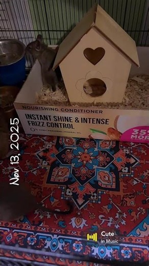 New Cage Pad Test for My Degus ✨🐿️✨ #cutepets #degulife #cute #petvlog #degu #funnypets #sheinfinds