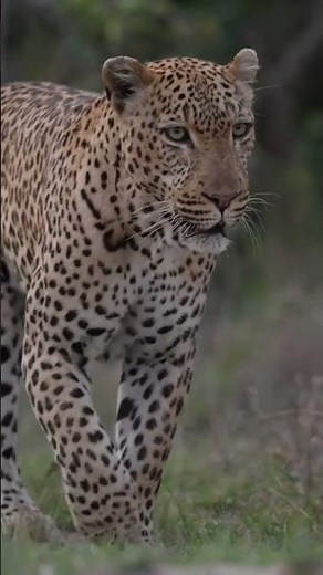 Thrilling Encounter: Male Leopard Roams Mala Mala - Captivating Wildlife Moment